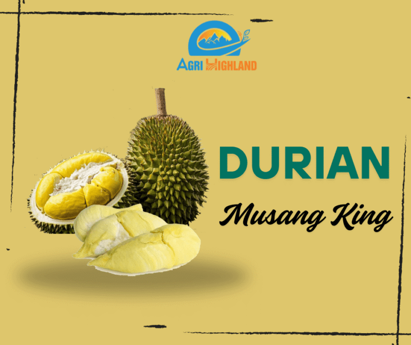 Musang Kinh durian