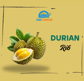 Ri6 Durian